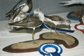 2004dodo